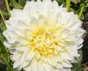 Flor Dália Branca Significado (3)