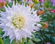 Flor Dália Branca Significado (4)