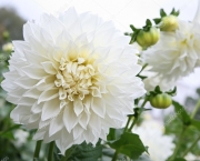 Flor Dália Branca Significado (5)