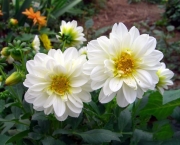 Flor Dália Branca Significado (6)