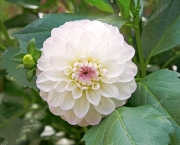 Flor Dália Branca Significado (7)