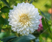Flor Dália Branca Significado (8)