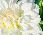 Flor Dália Branca Significado (9)