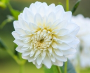 Flor Dália Branca Significado (10)