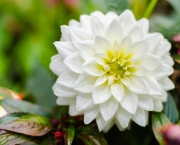 Flor Dália Branca Significado (11)