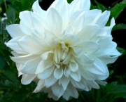 Flor Dália Branca Significado (13)