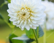 Flor Dália Branca Significado (14)