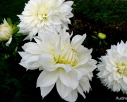 Flor Dália Branca Significado (15)