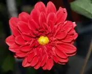 Flor Dalia Vermelha (1)