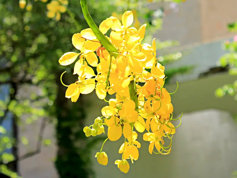 Flor de Acácia - Floricultura | Flores - Cultura Mix