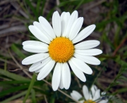 Flor de Camomila (8)