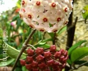 Flor-de-Cera (4)