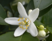 Flor de Laranjeira (2)
