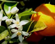Flor de Laranjeira (7)