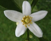 Flor de Laranjeira (9)