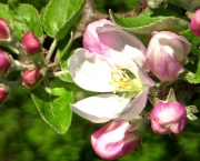 Flor de Macieira (1)