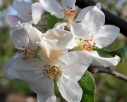 Flor de Macieira (5)