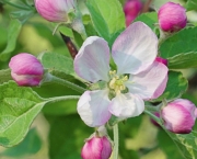 A blooming pink flower of the Malus domestica plant from the apple tree on the fields