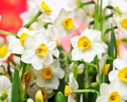 Flor de Narciso (1)