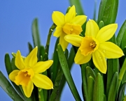 Flor de Narciso (2)