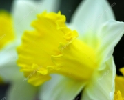 Flor de Narciso (3)