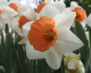 Flor de Narciso (5)