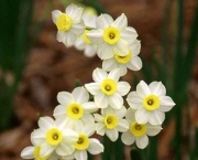 Flor de Narciso (6)