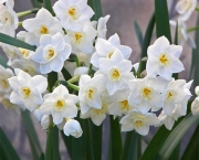 Flor de Narciso (7)