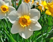 Flor de Narciso (8)