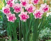 Flor de Narciso (9)