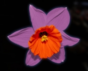 Flor de Narciso (10)