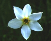 Flor de Narciso (11)