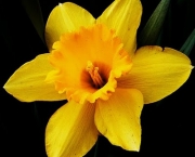 Flor de Narciso (12)