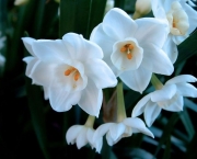 Flor de Narciso (14)