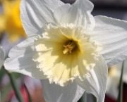 Flor de Narciso (15)