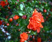 Flor de Romãzeira (1)