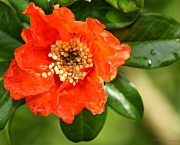 Flor de Romãzeira (3)