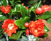 Flor de Romãzeira (6)