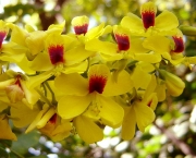flor-do-pau-brasil (1)