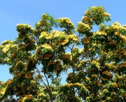 flor-do-pau-brasil (4)