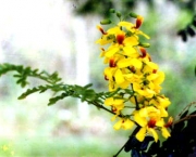 flor-do-pau-brasil (6)
