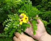 flor-do-pau-brasil (9)