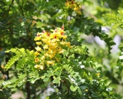 flor-do-pau-brasil (12)