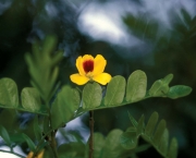 flor-do-pau-brasil (13)