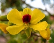 flor-do-pau-brasil (18)