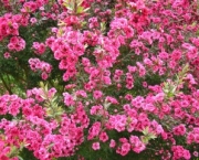 flor-leptospernum-arbusto (1)
