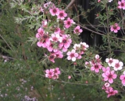 flor-leptospernum-arbusto (2)
