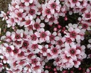 flor-leptospernum-arbusto (4)