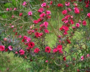 flor-leptospernum-arbusto (11)