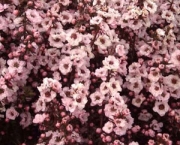 flor-leptospernum-arbusto (13)